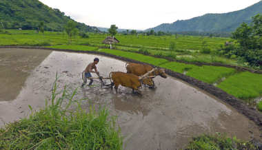 Karangasem Rice Paddy
