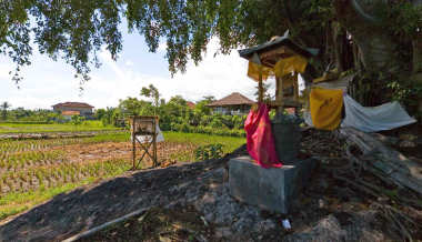 Tree and Bali Temple